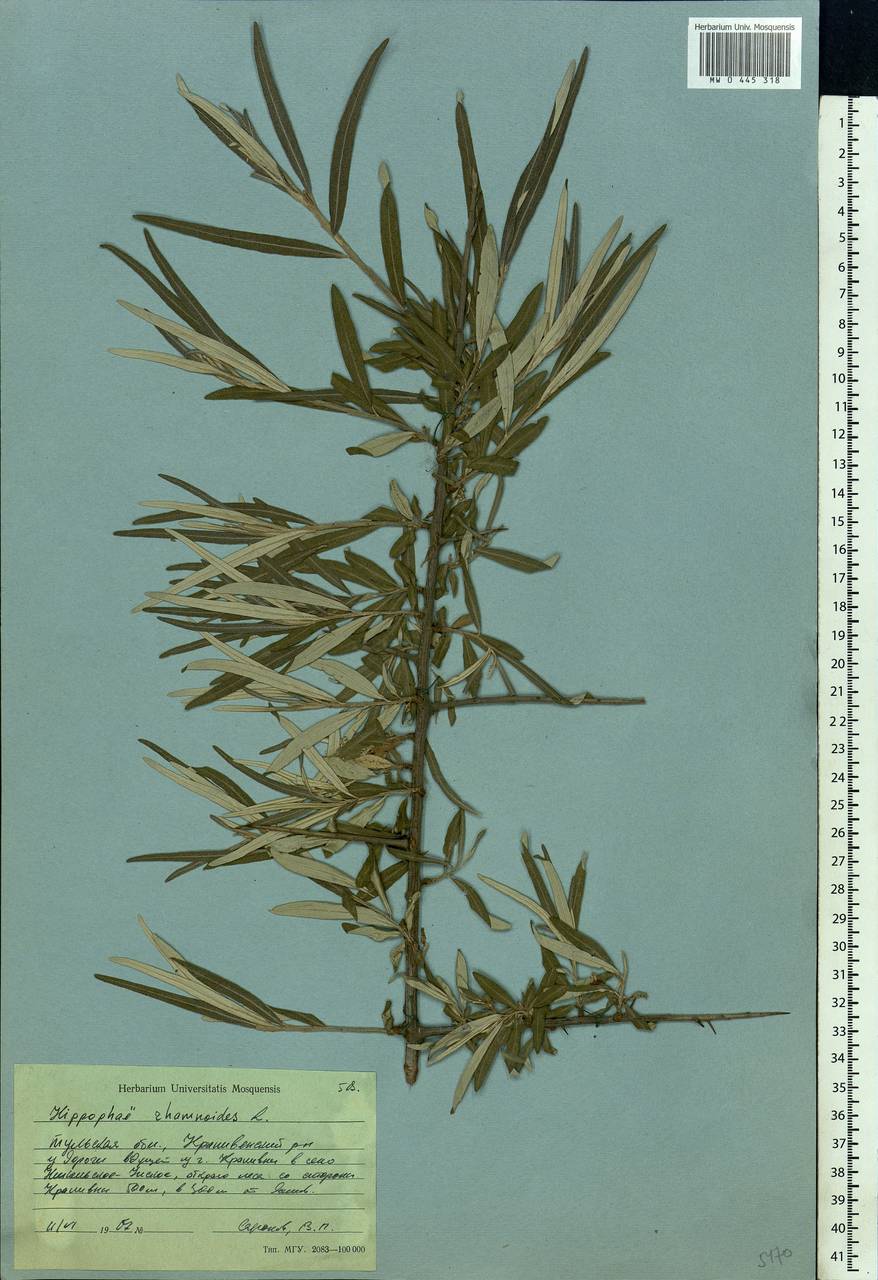 Hippophae rhamnoides, Eastern Europe, Central region (E4) (Russia)