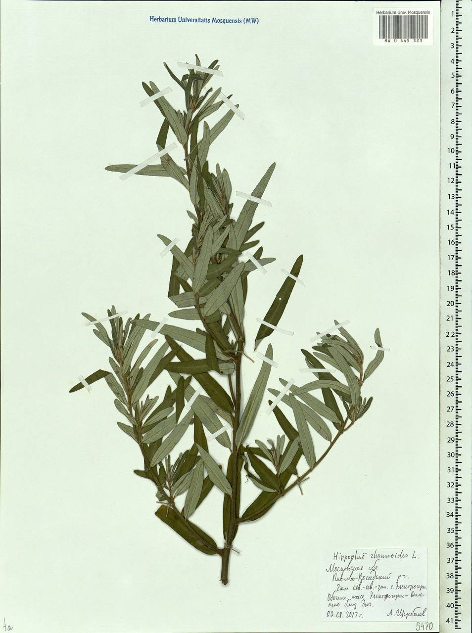 Hippophae rhamnoides, Eastern Europe, Moscow region (E4a) (Russia)