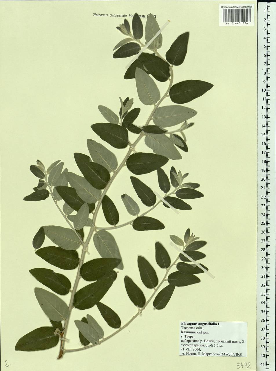 Elaeagnus angustifolia, Eastern Europe, North-Western region (E2) (Russia)