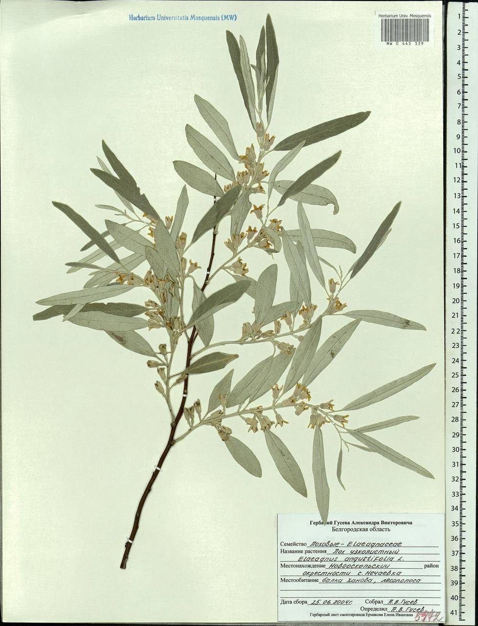 Elaeagnus angustifolia L., Eastern Europe, Central forest-and-steppe region (E6) (Russia)