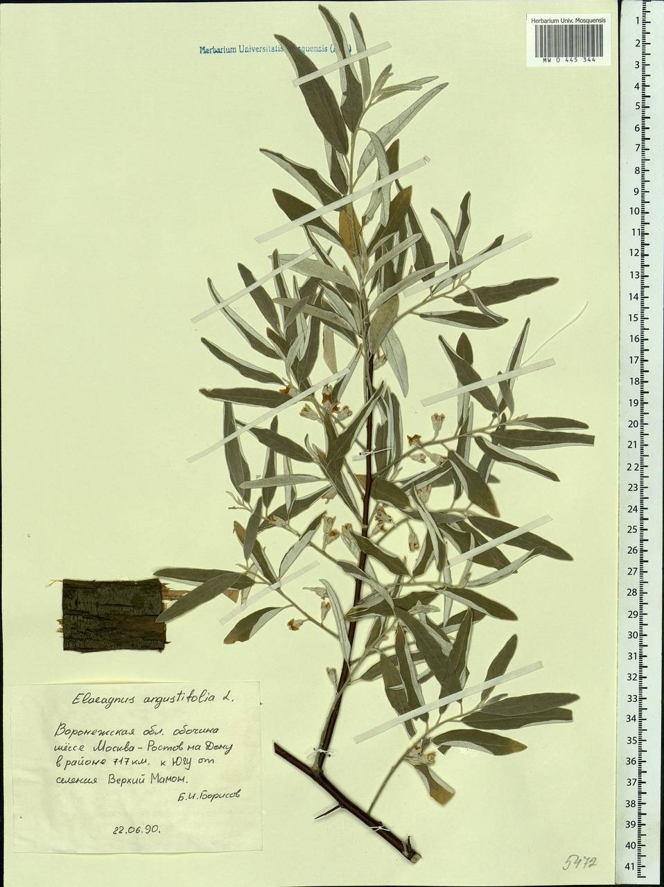 Elaeagnus angustifolia L., Eastern Europe, Central forest-and-steppe region (E6) (Russia)