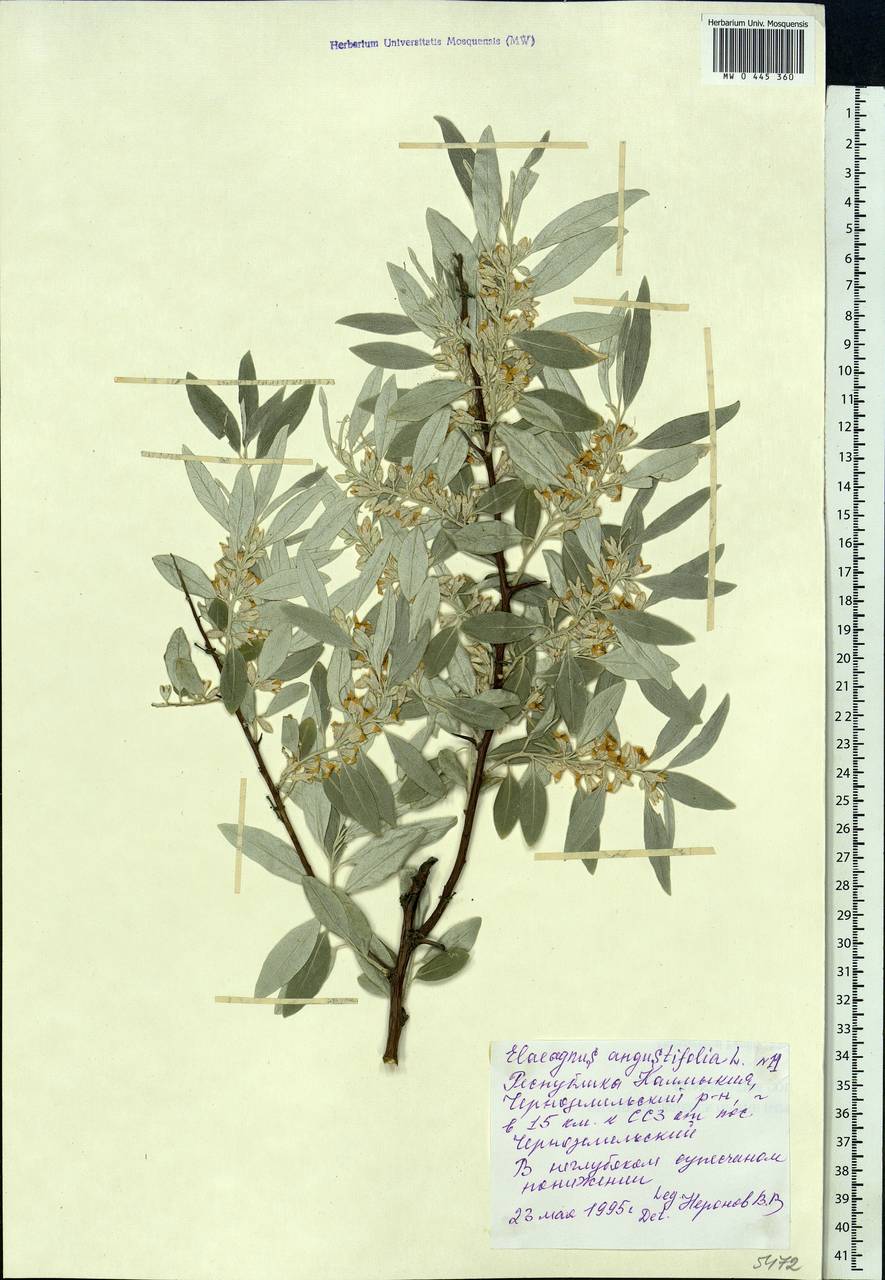 Elaeagnus angustifolia L., Eastern Europe, Lower Volga region (E9) (Russia)