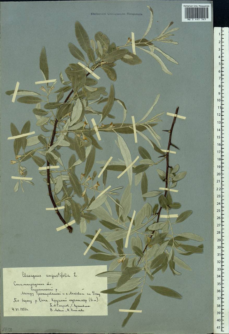 Elaeagnus angustifolia, Eastern Europe, Lower Volga region (E9) (Russia)