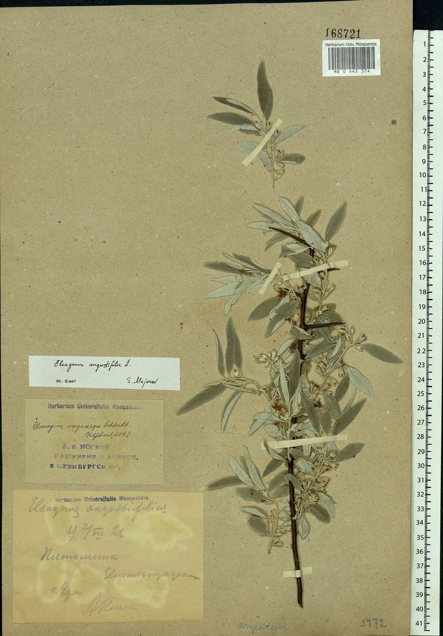 Elaeagnus angustifolia L., Eastern Europe, Eastern region (E10) (Russia)