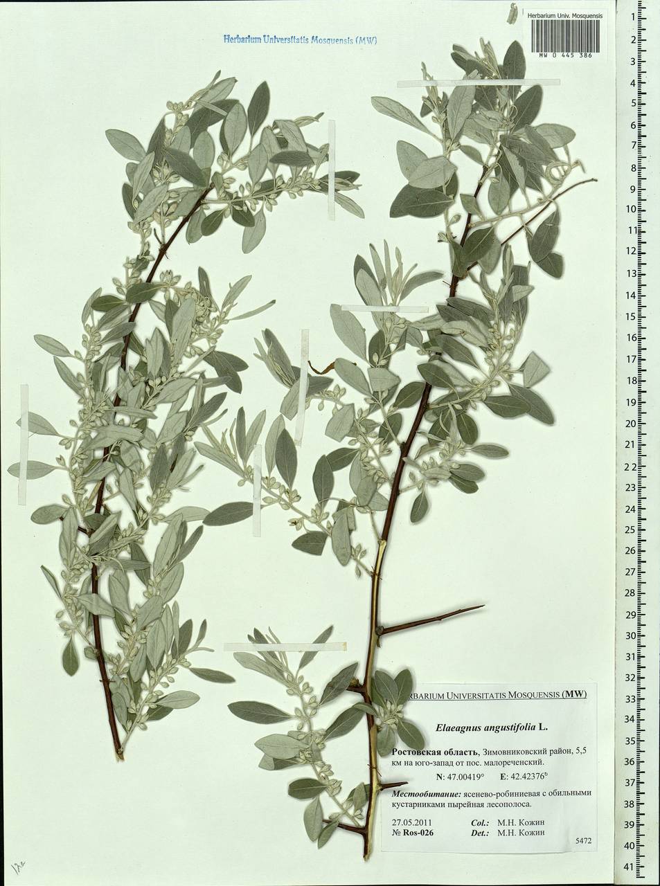 Elaeagnus angustifolia, Eastern Europe, Rostov Oblast (E12a) (Russia)