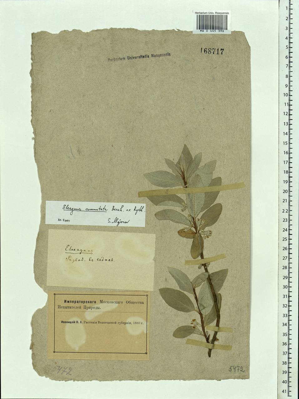 Elaeagnus commutata Bernh. ex Rydb., Eastern Europe, Northern region (E1) (Russia)