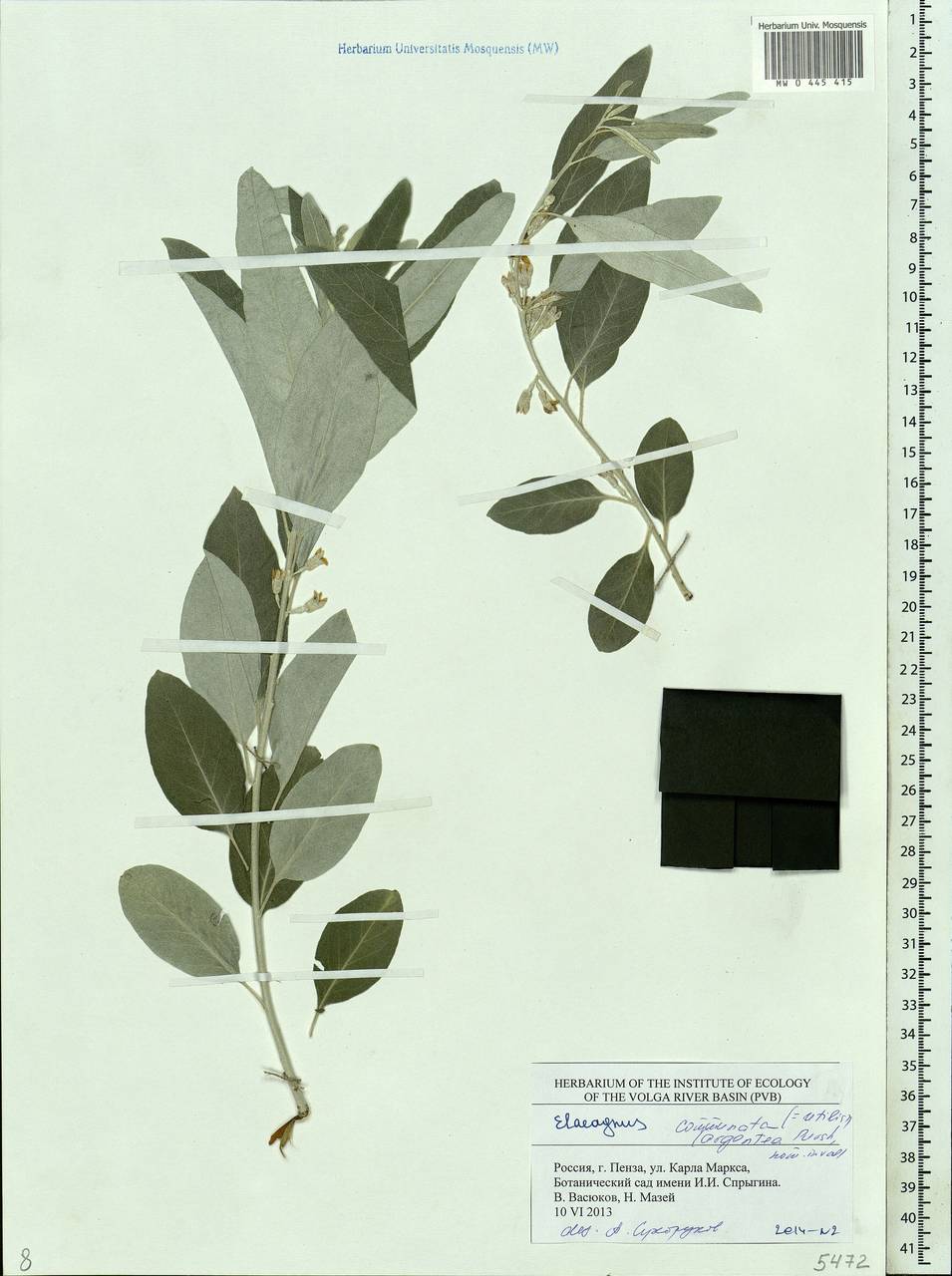 Elaeagnus commutata Bernh. ex Rydb., Eastern Europe, Middle Volga region (E8) (Russia)