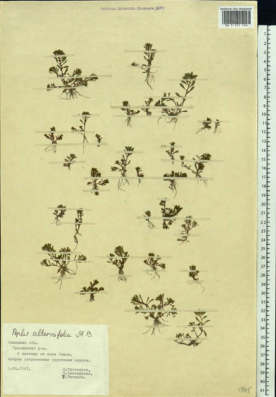 Lythrum volgense D. A. Webb, Eastern Europe, Central forest-and-steppe region (E6) (Russia)