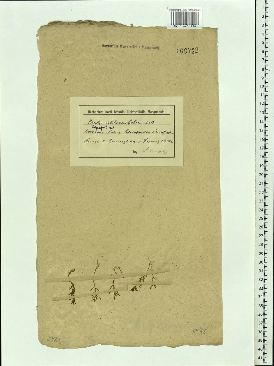 Lythrum volgense D. A. Webb, Eastern Europe, Lower Volga region (E9) (Russia)