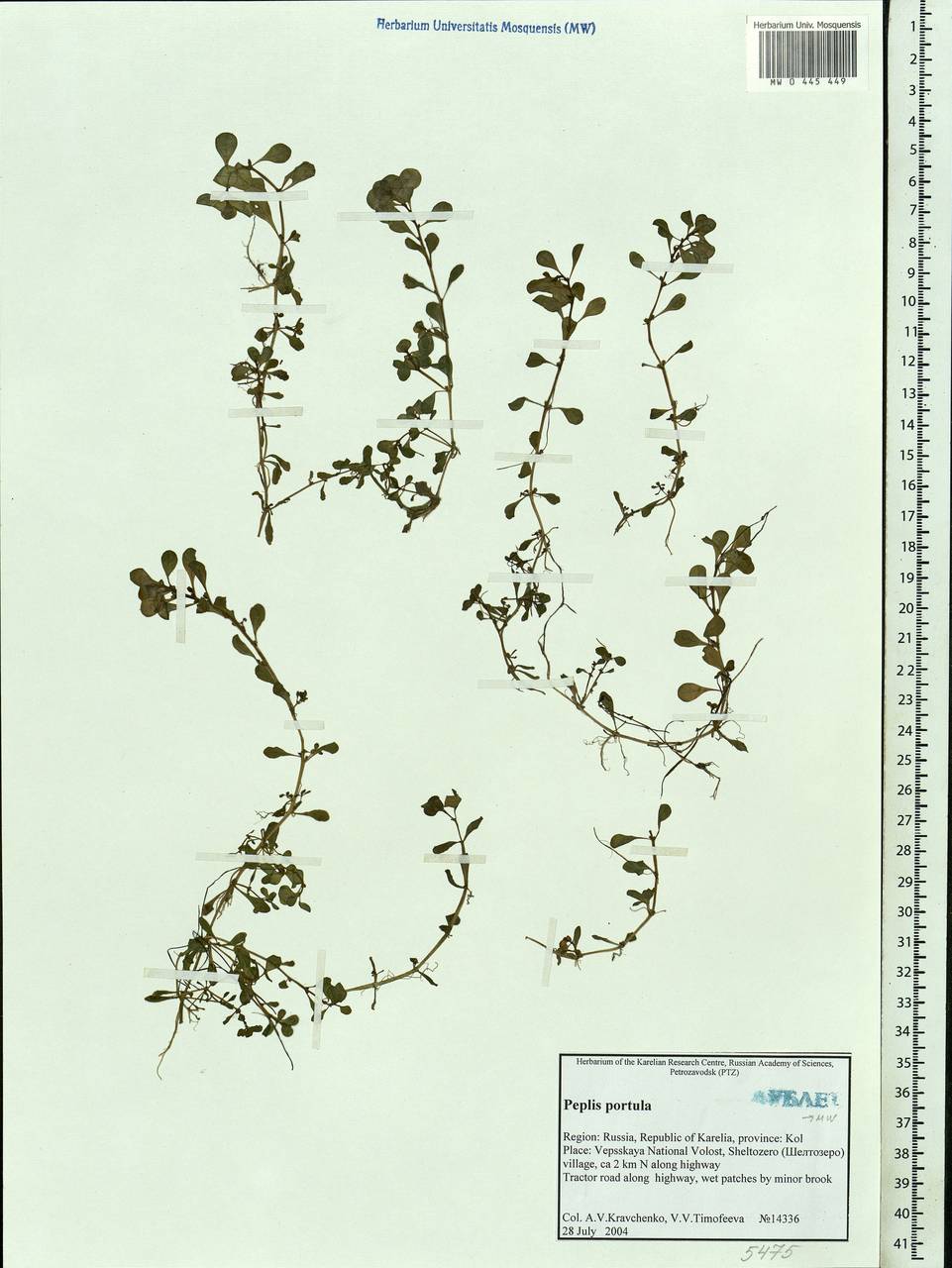 Lythrum portula (L.) D. A. Webb, Eastern Europe, Northern region (E1) (Russia)