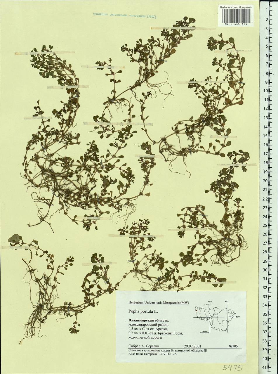 Lythrum portula (L.) D. A. Webb, Eastern Europe, Central region (E4) (Russia)