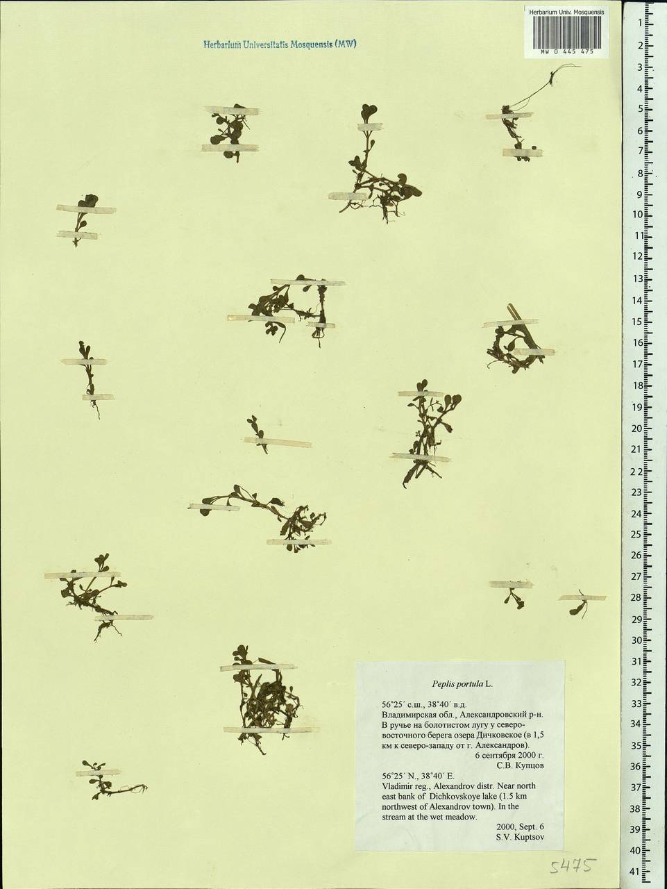 Lythrum portula (L.) D. A. Webb, Eastern Europe, Central region (E4) (Russia)