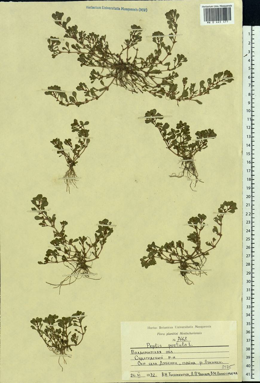 Lythrum portula (L.) D. A. Webb, Eastern Europe, Central region (E4) (Russia)