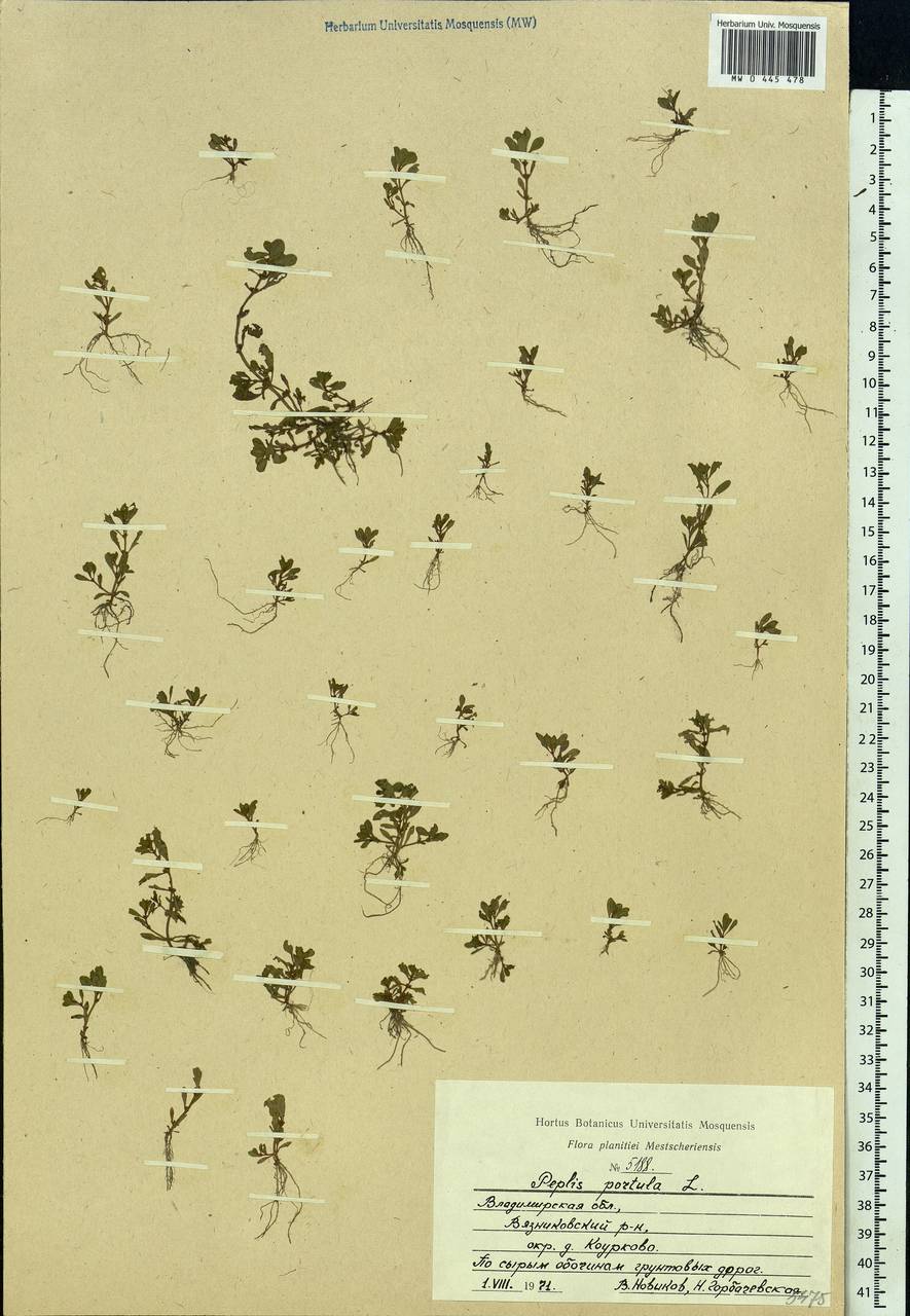 Lythrum portula (L.) D. A. Webb, Eastern Europe, Central region (E4) (Russia)