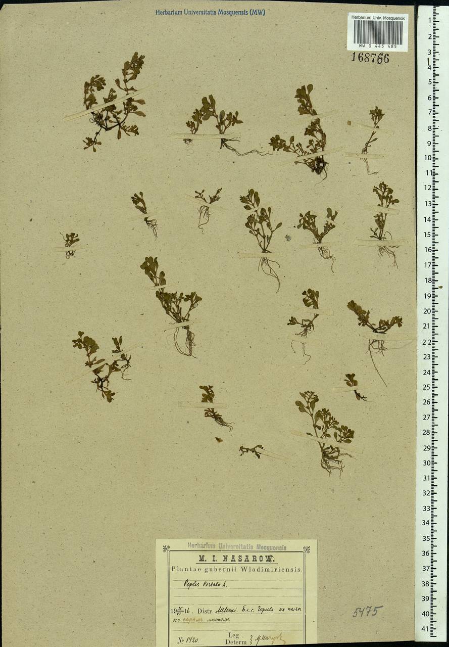 Lythrum portula (L.) D. A. Webb, Eastern Europe, Central region (E4) (Russia)