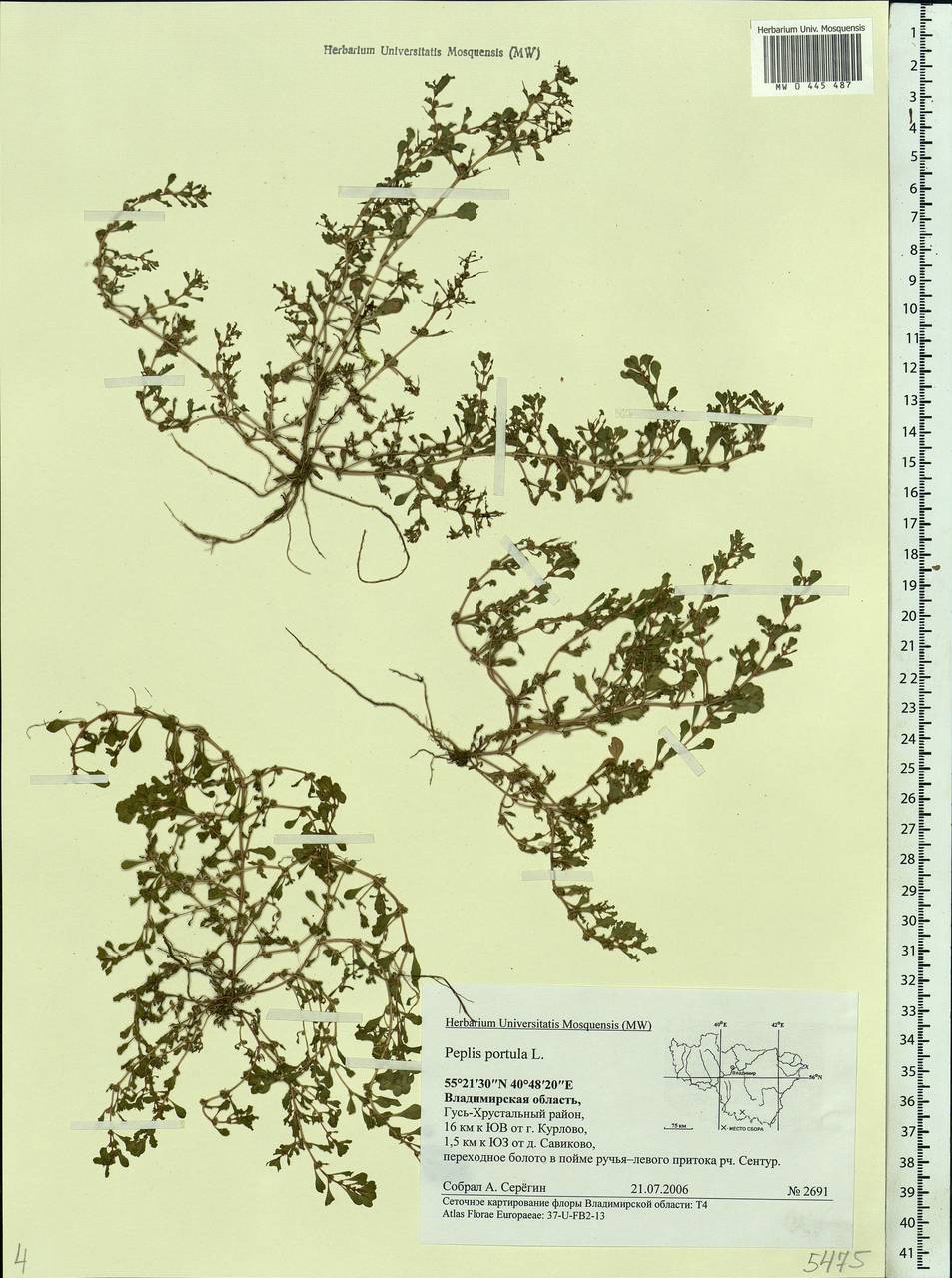 Lythrum portula (L.) D. A. Webb, Eastern Europe, Central region (E4) (Russia)