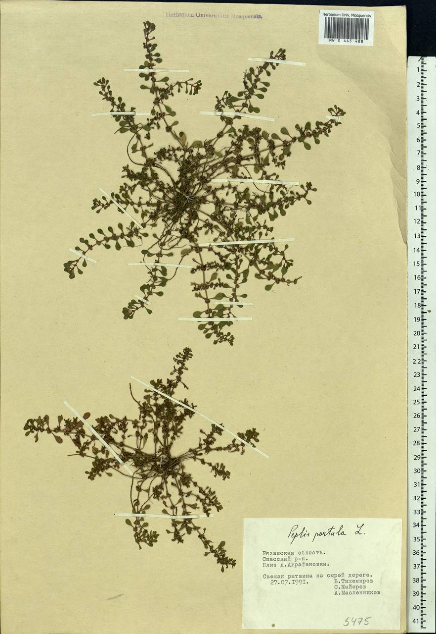 Lythrum portula (L.) D. A. Webb, Eastern Europe, Central region (E4) (Russia)