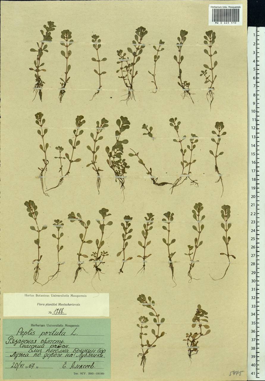 Lythrum portula (L.) D. A. Webb, Eastern Europe, Central region (E4) (Russia)