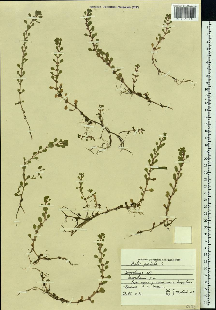 Lythrum portula (L.) D. A. Webb, Eastern Europe, Moscow region (E4a) (Russia)