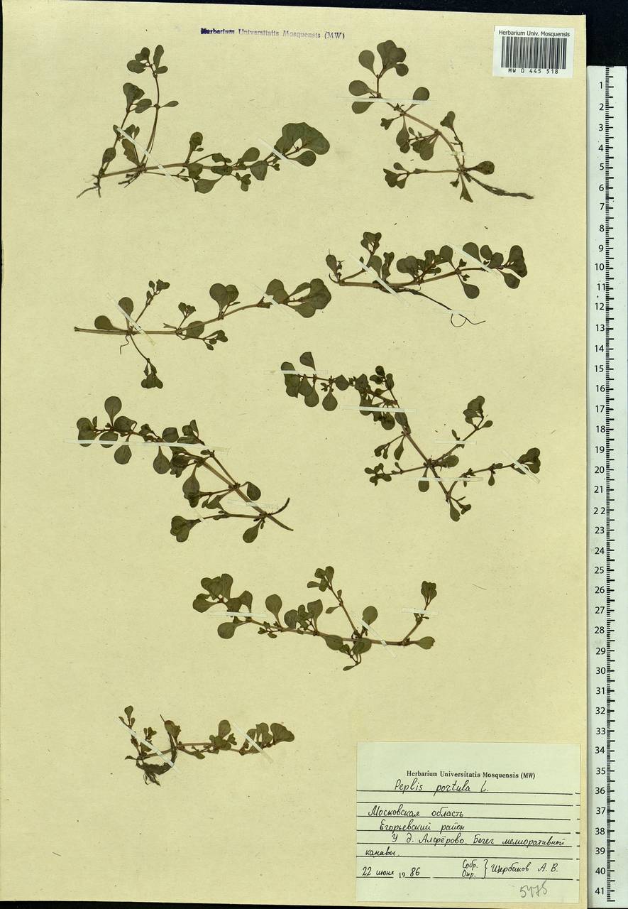 Lythrum portula (L.) D. A. Webb, Eastern Europe, Moscow region (E4a) (Russia)