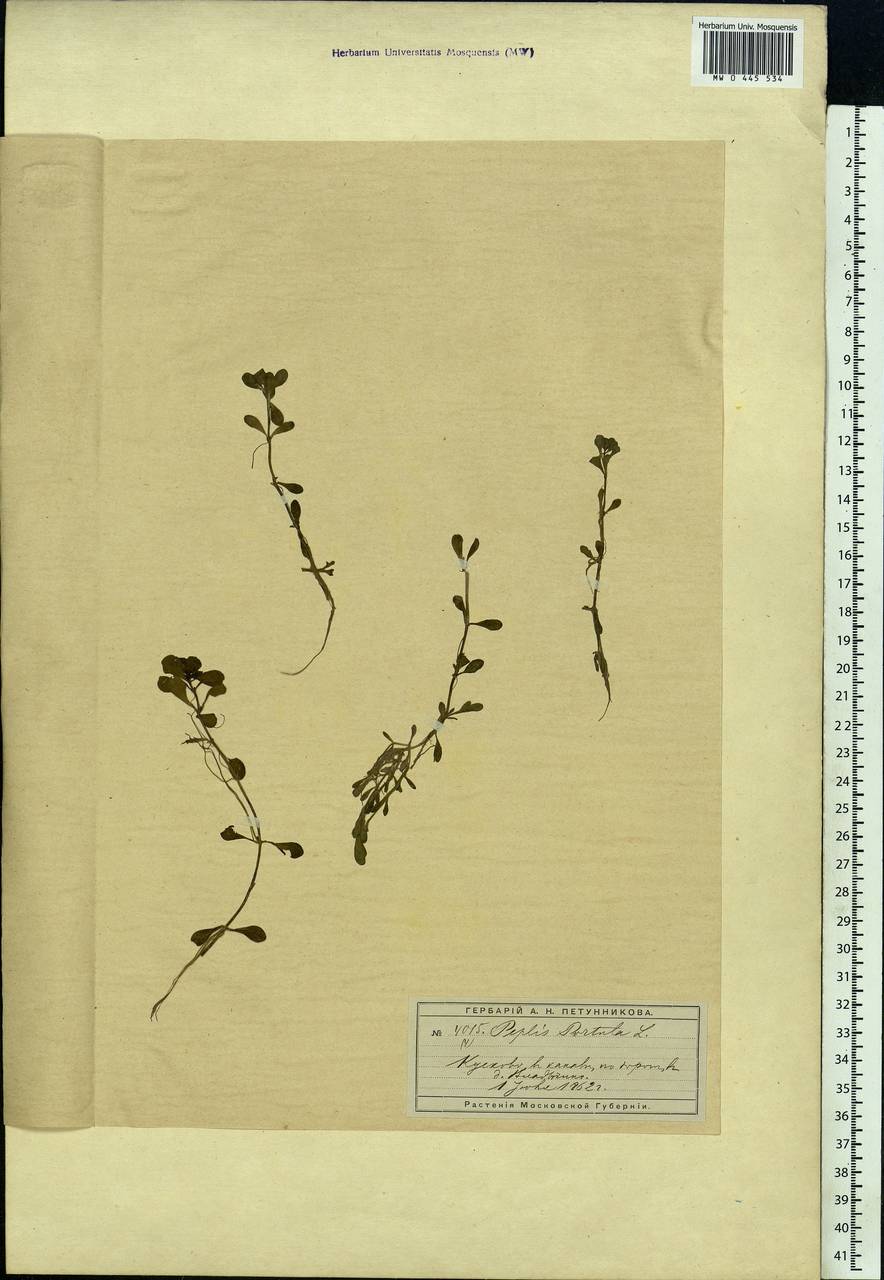 Lythrum portula (L.) D. A. Webb, Eastern Europe, Moscow region (E4a) (Russia)