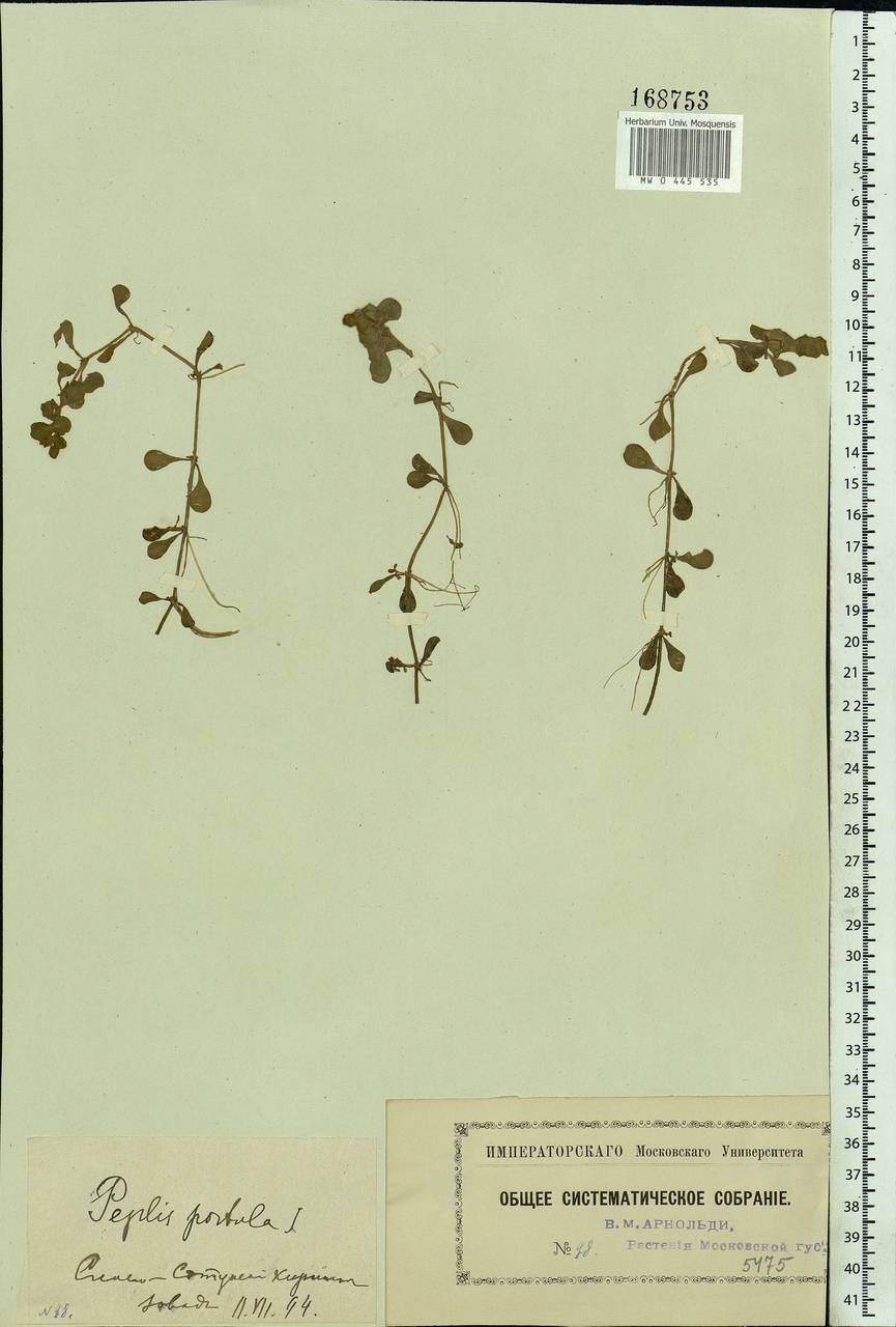 Lythrum portula (L.) D. A. Webb, Eastern Europe, Moscow region (E4a) (Russia)