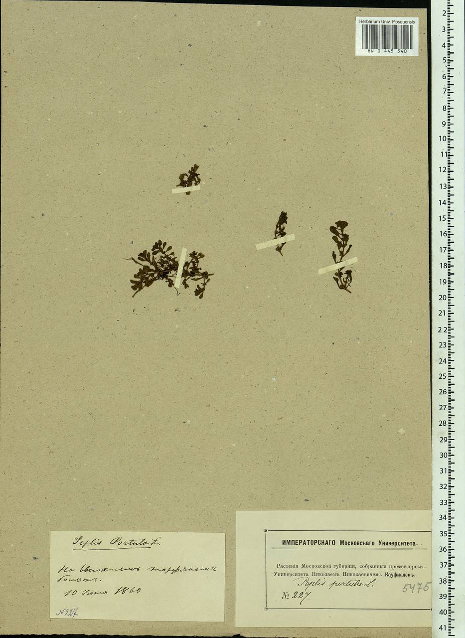 Lythrum portula (L.) D. A. Webb, Eastern Europe, Moscow region (E4a) (Russia)