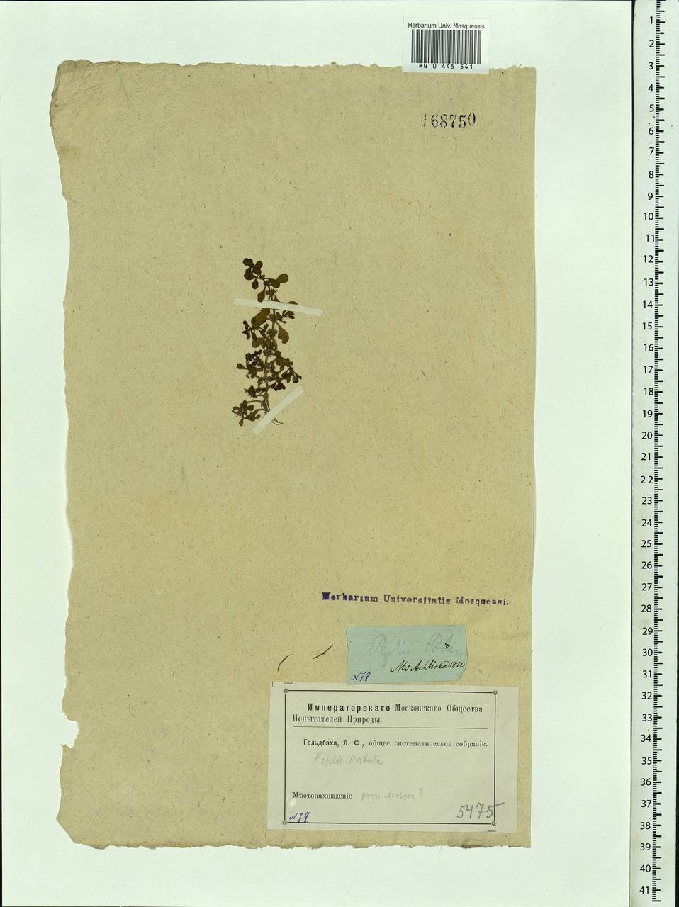 Lythrum portula (L.) D. A. Webb, Eastern Europe, Moscow region (E4a) (Russia)