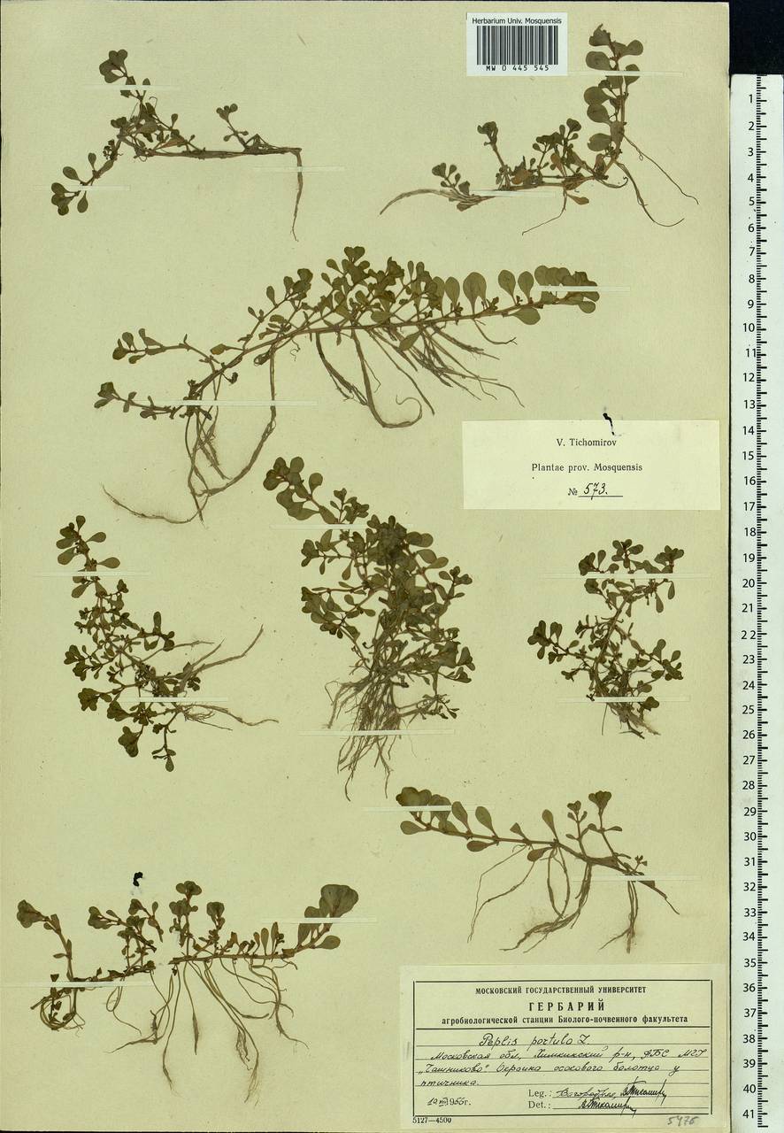 Lythrum portula (L.) D. A. Webb, Eastern Europe, Moscow region (E4a) (Russia)