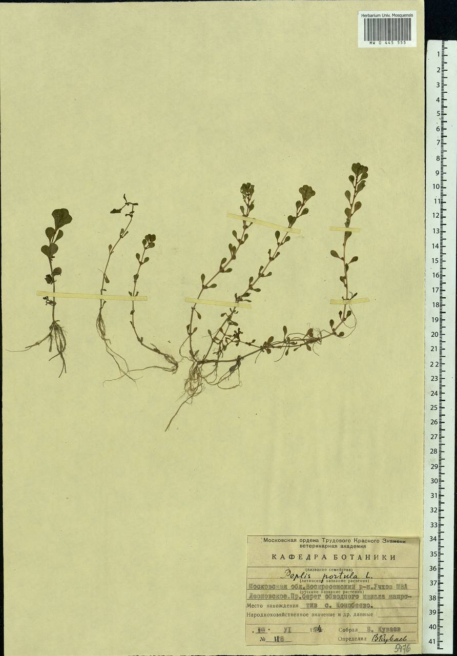 Lythrum portula (L.) D. A. Webb, Eastern Europe, Moscow region (E4a) (Russia)