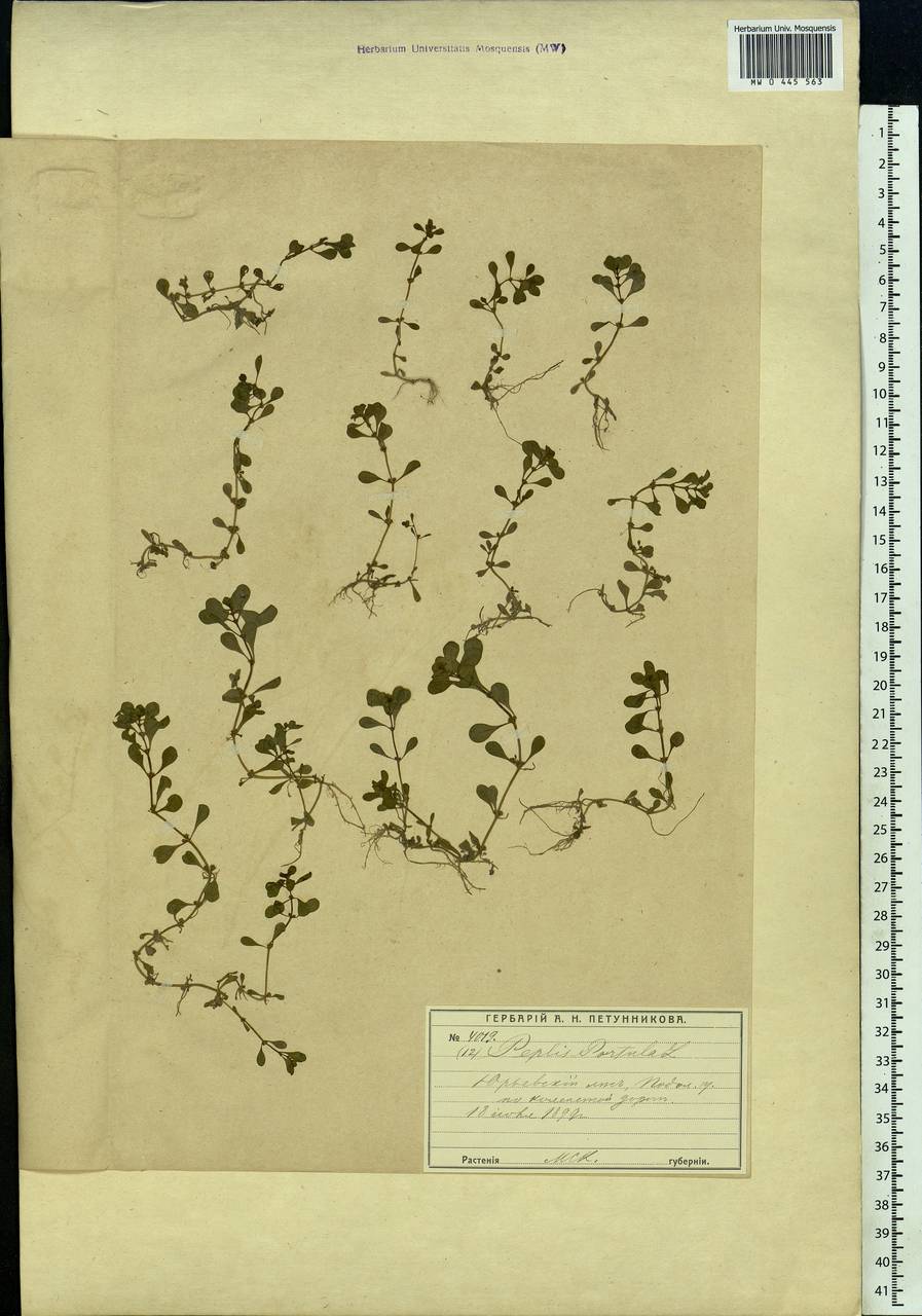 Lythrum portula (L.) D. A. Webb, Eastern Europe, Moscow region (E4a) (Russia)