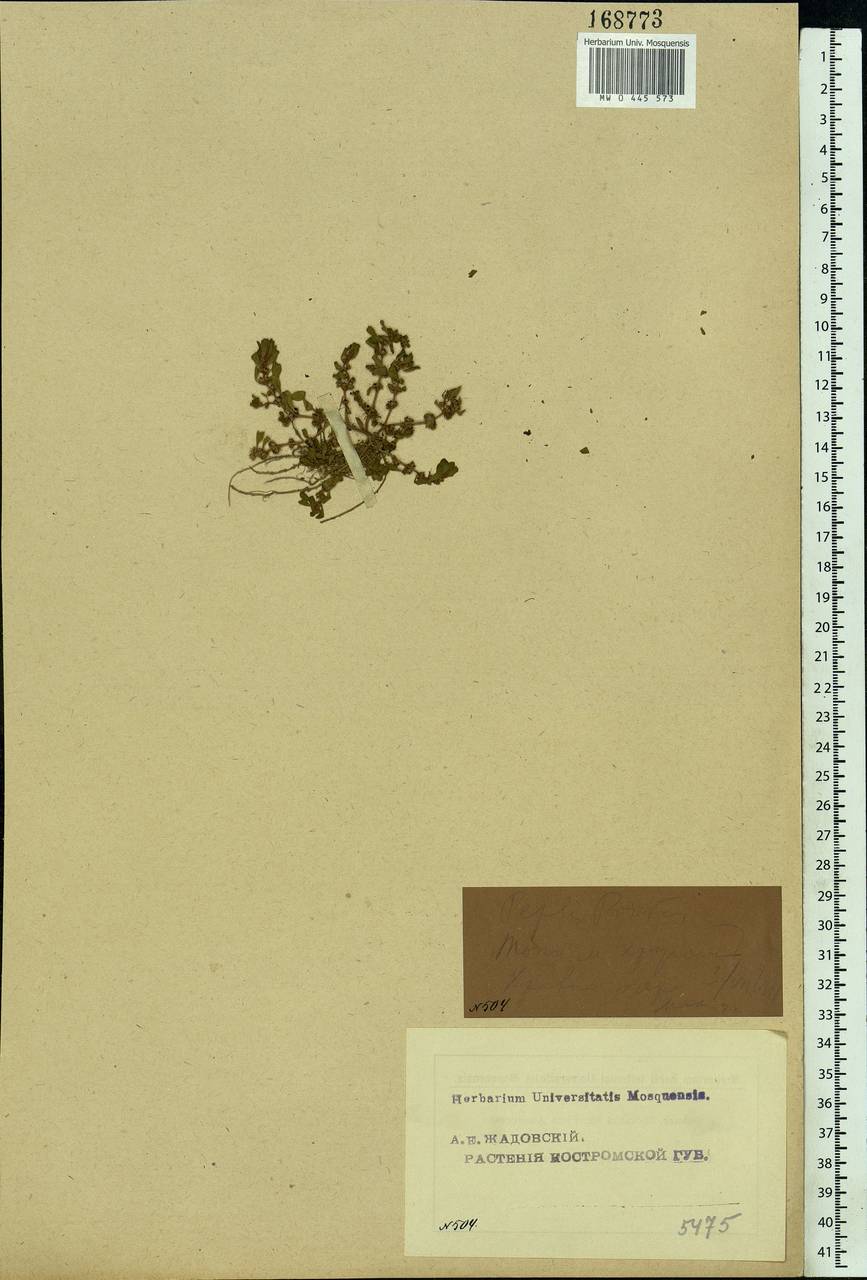 Lythrum portula (L.) D. A. Webb, Eastern Europe, Central forest region (E5) (Russia)
