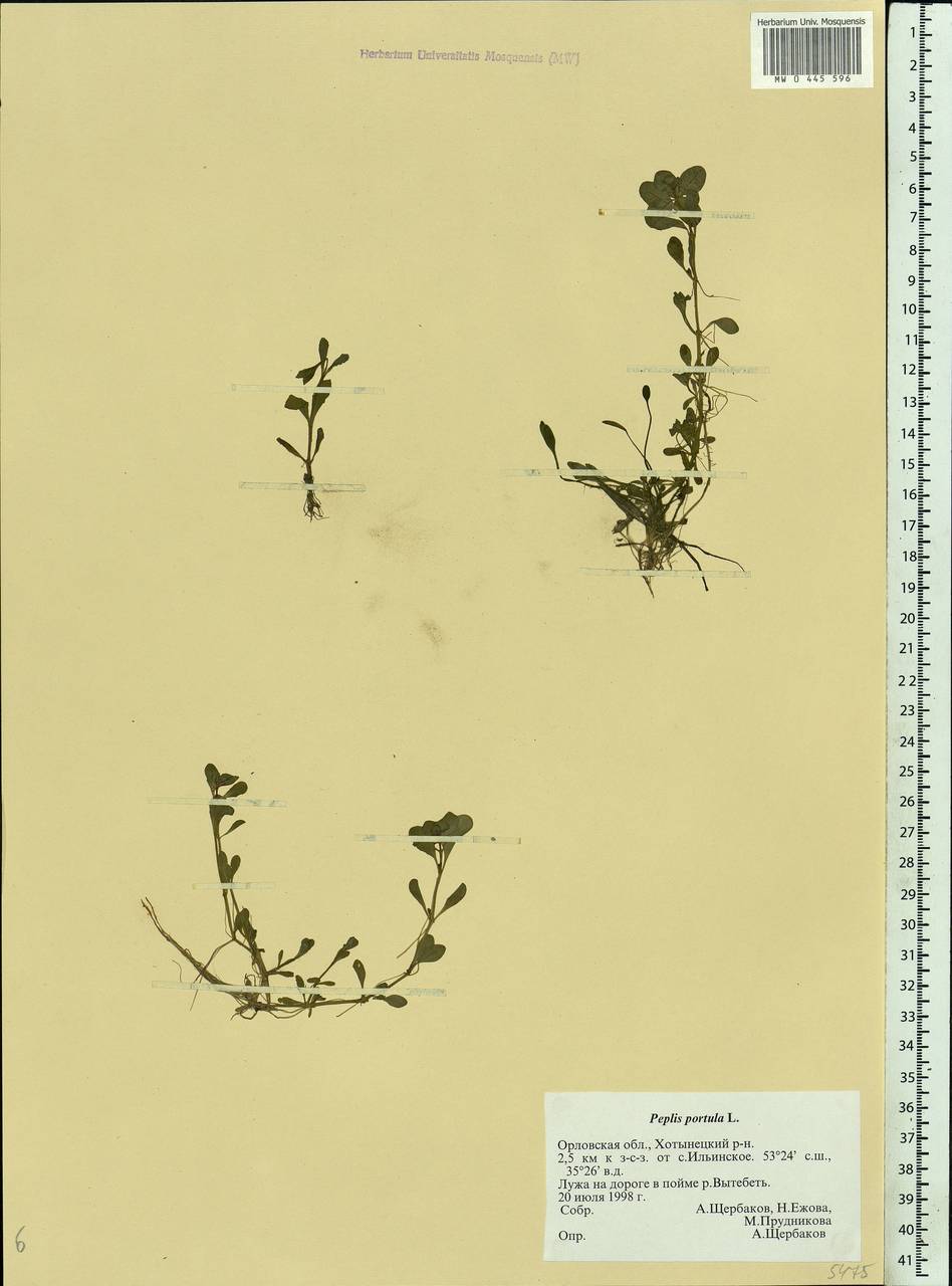 Lythrum portula (L.) D. A. Webb, Eastern Europe, Central forest-and-steppe region (E6) (Russia)