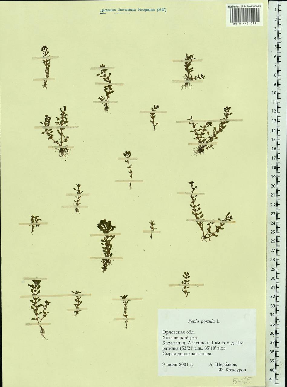 Lythrum portula (L.) D. A. Webb, Eastern Europe, Central forest-and-steppe region (E6) (Russia)