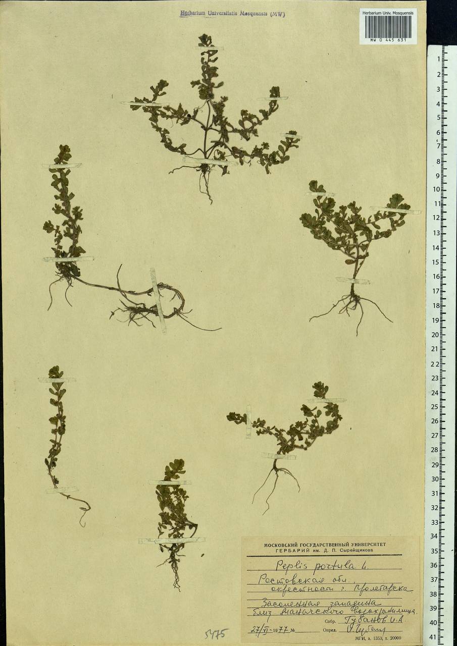 Lythrum portula (L.) D. A. Webb, Eastern Europe, Rostov Oblast (E12a) (Russia)