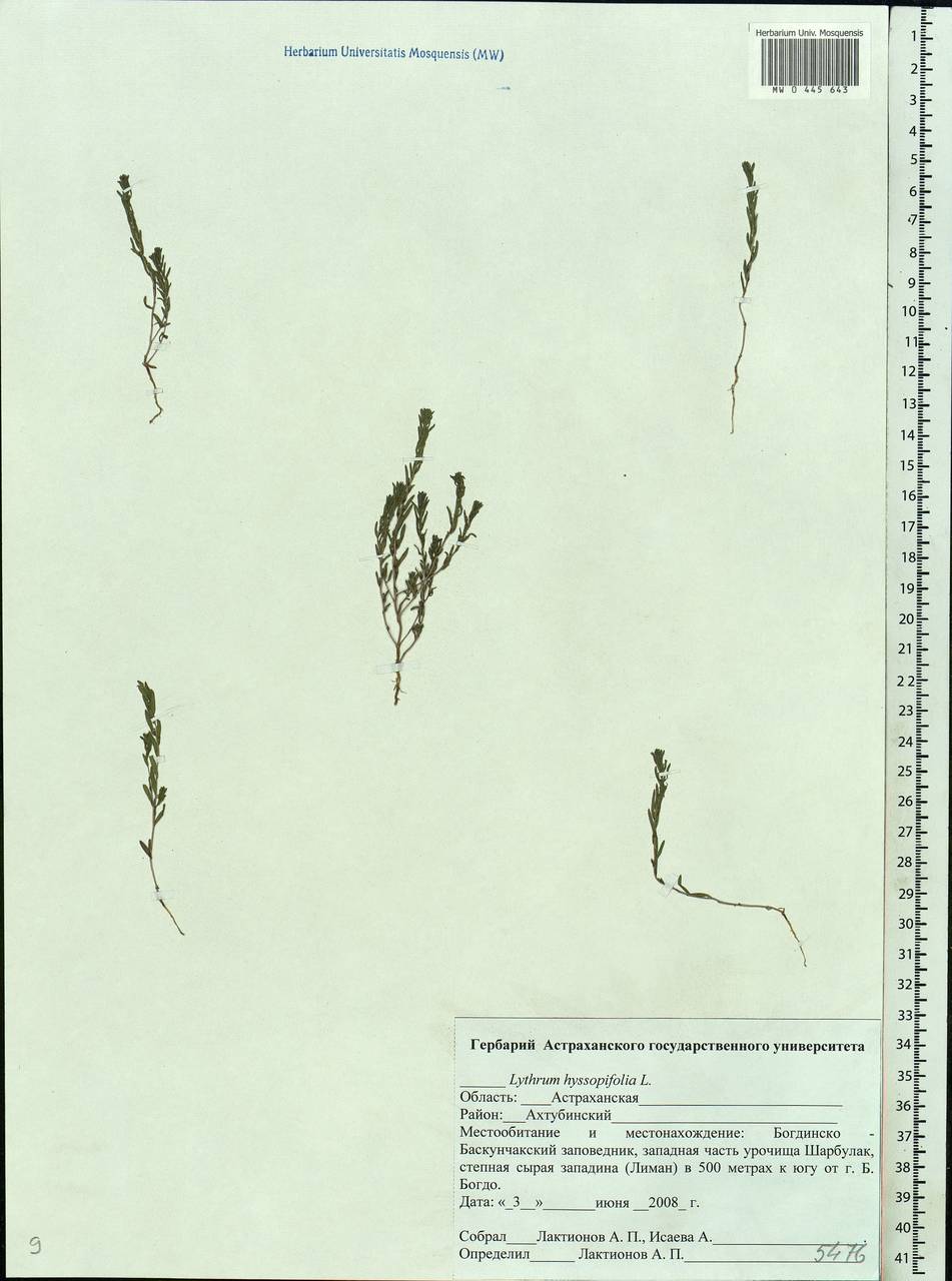 Lythrum hyssopifolia L., Eastern Europe, Lower Volga region (E9) (Russia)