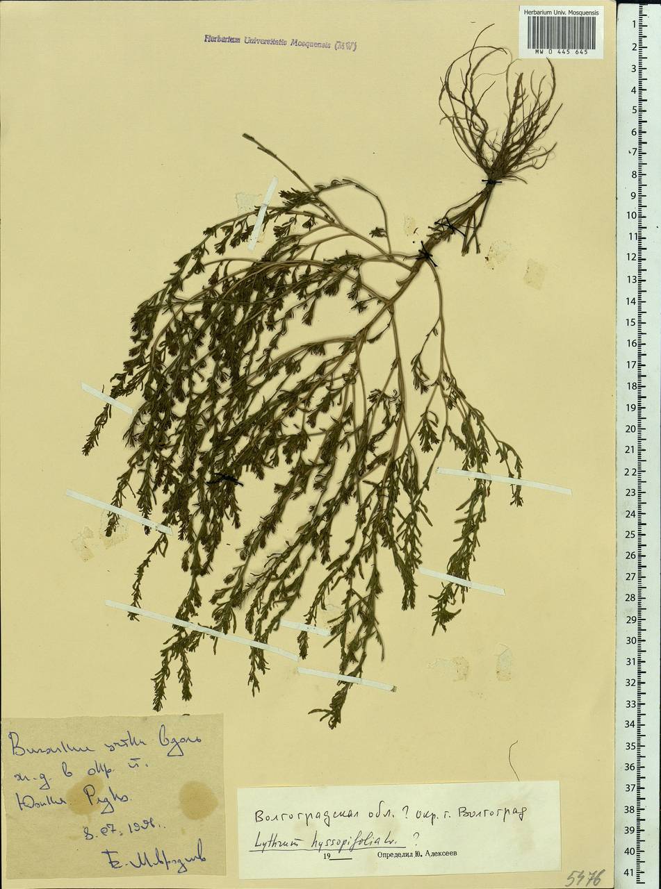 Lythrum hyssopifolia L., Eastern Europe, Lower Volga region (E9) (Russia)