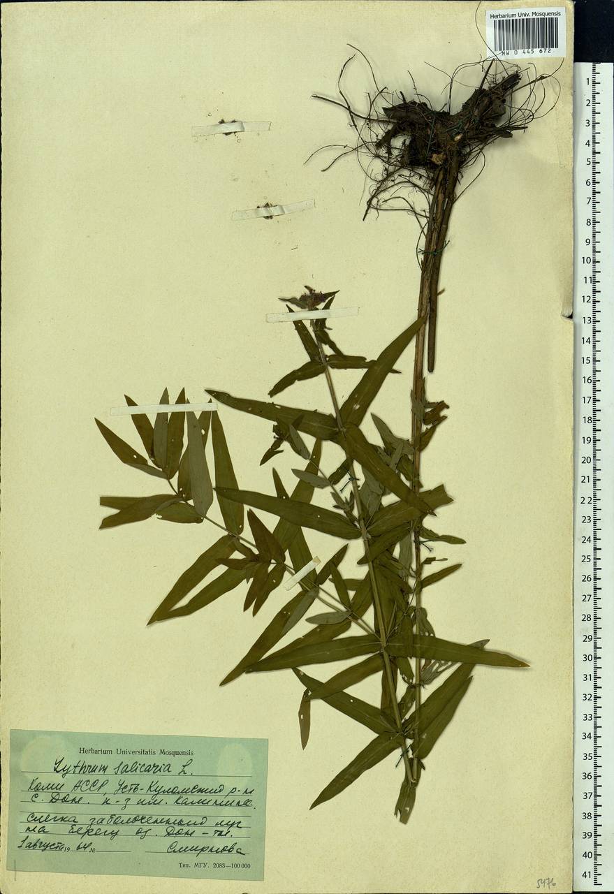 Lythrum salicaria L., Eastern Europe, Northern region (E1) (Russia)