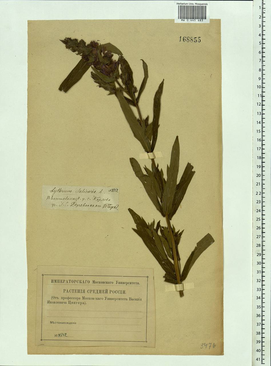 Lythrum salicaria L., Eastern Europe, North-Western region (E2) (Russia)