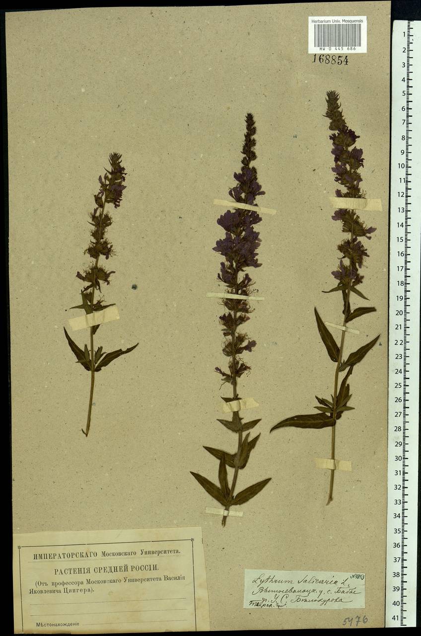 Lythrum salicaria L., Eastern Europe, North-Western region (E2) (Russia)