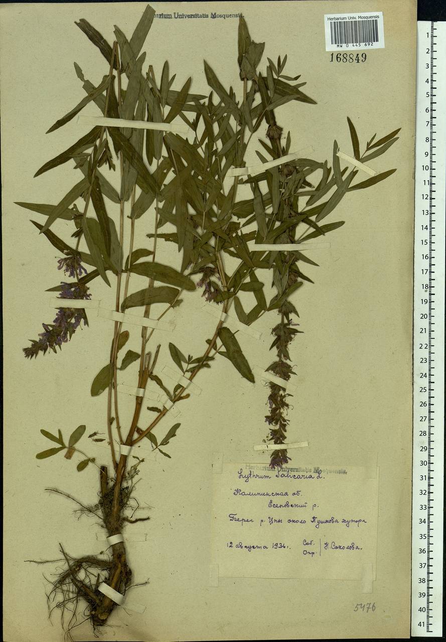 Lythrum salicaria L., Eastern Europe, North-Western region (E2) (Russia)