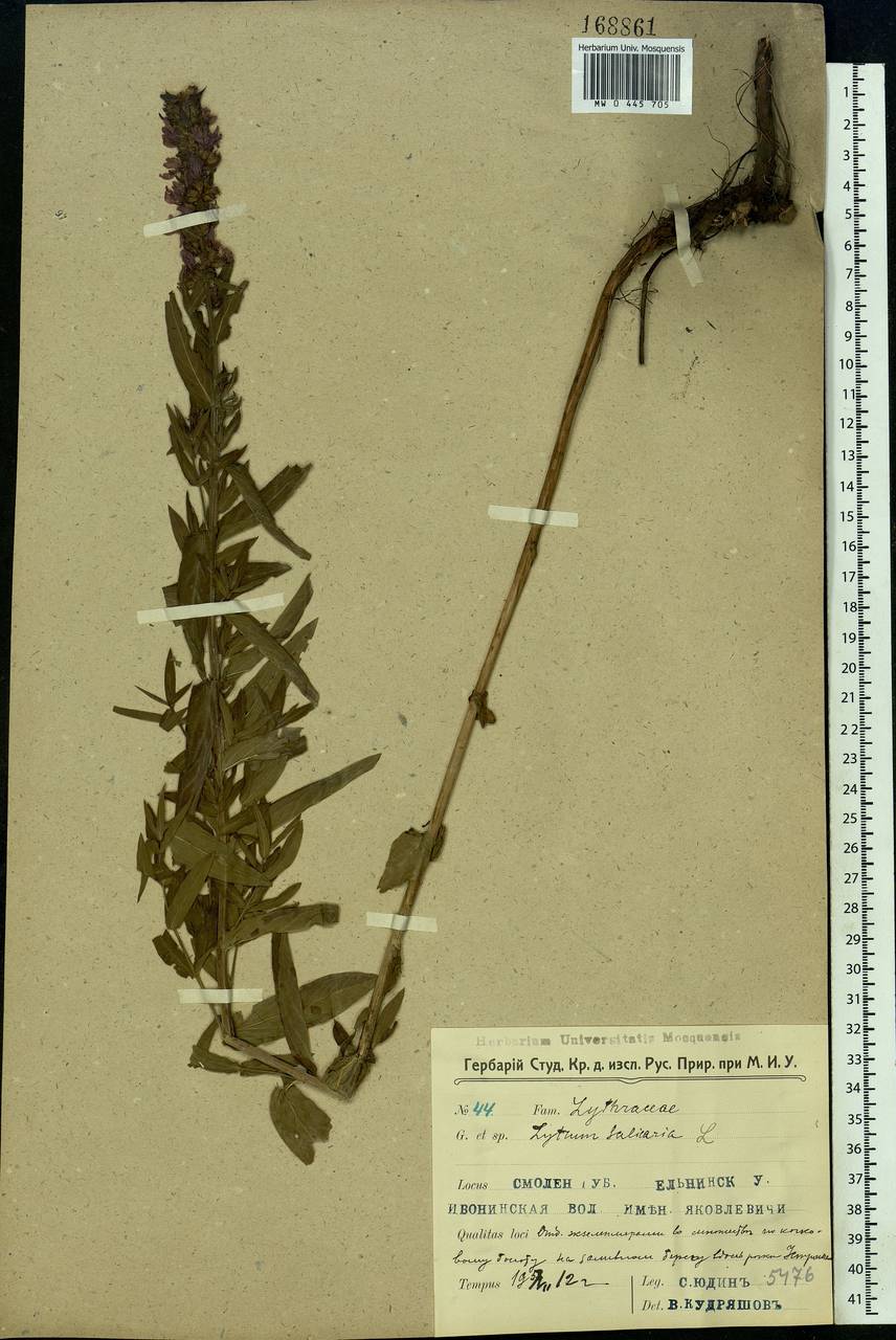 Lythrum salicaria L., Eastern Europe, Western region (E3) (Russia)