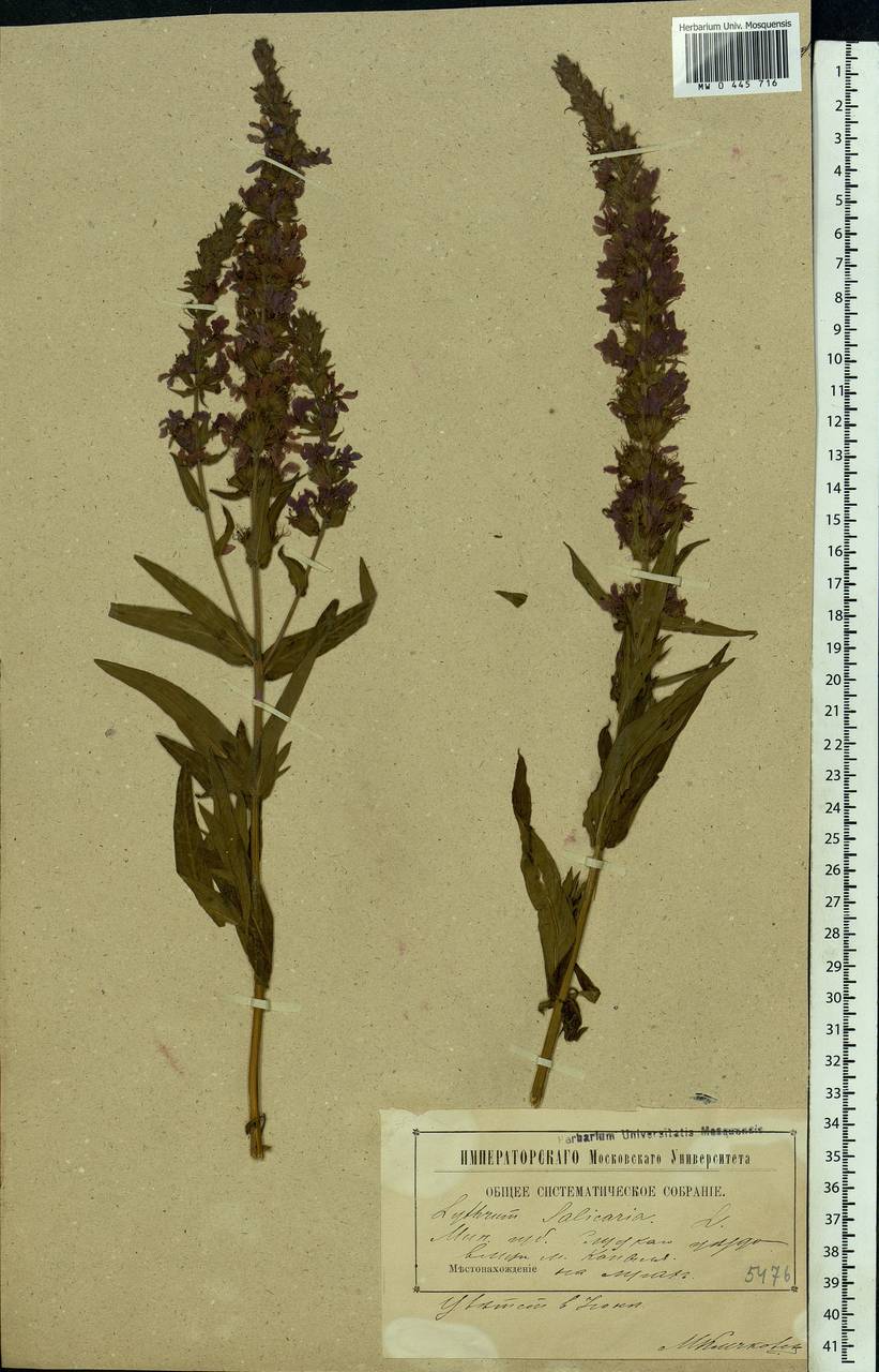 Lythrum salicaria L., Eastern Europe, Belarus (E3a) (Belarus)