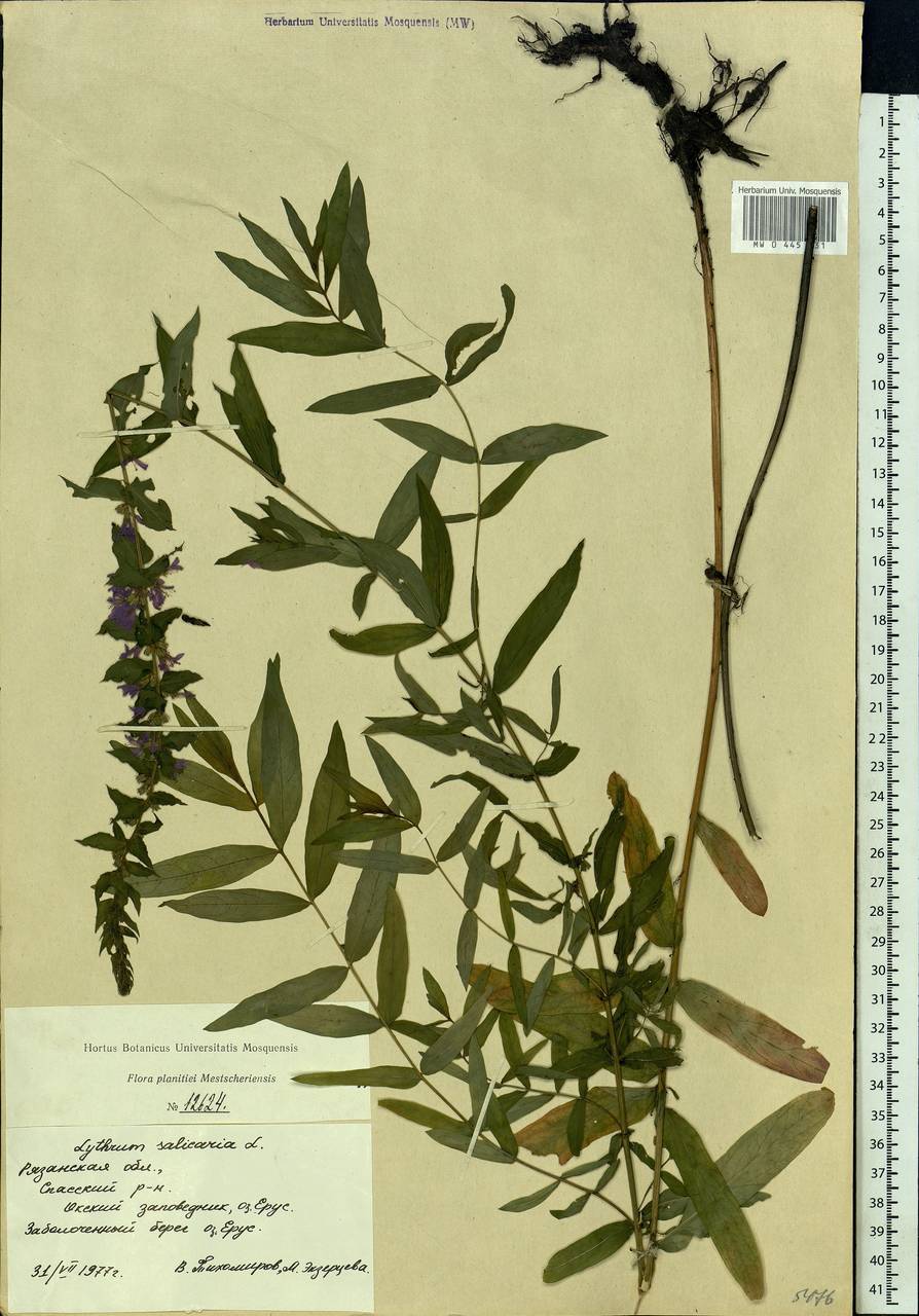 Lythrum salicaria L., Eastern Europe, Central region (E4) (Russia)