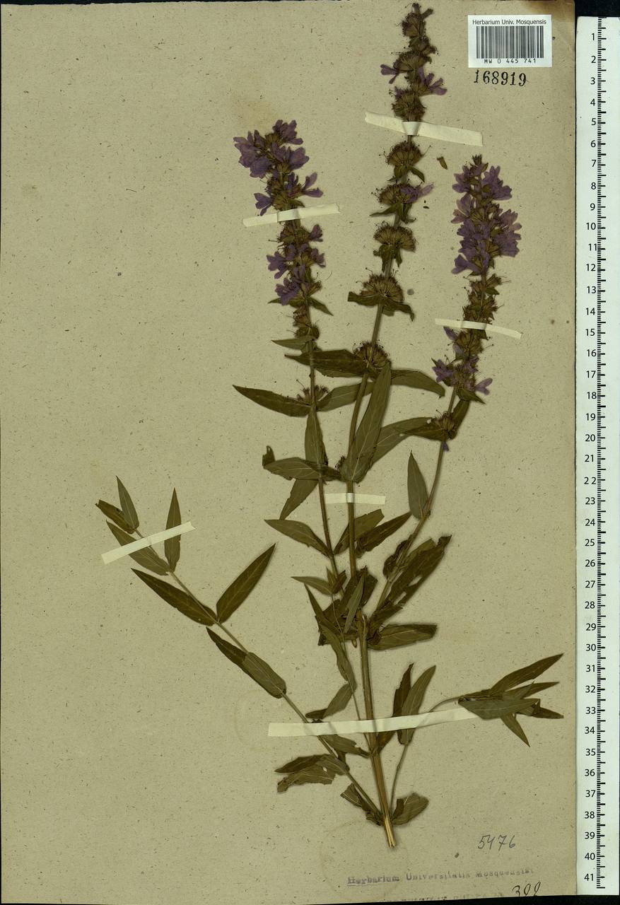 Lythrum salicaria L., Eastern Europe, Central forest region (E5) (Russia)