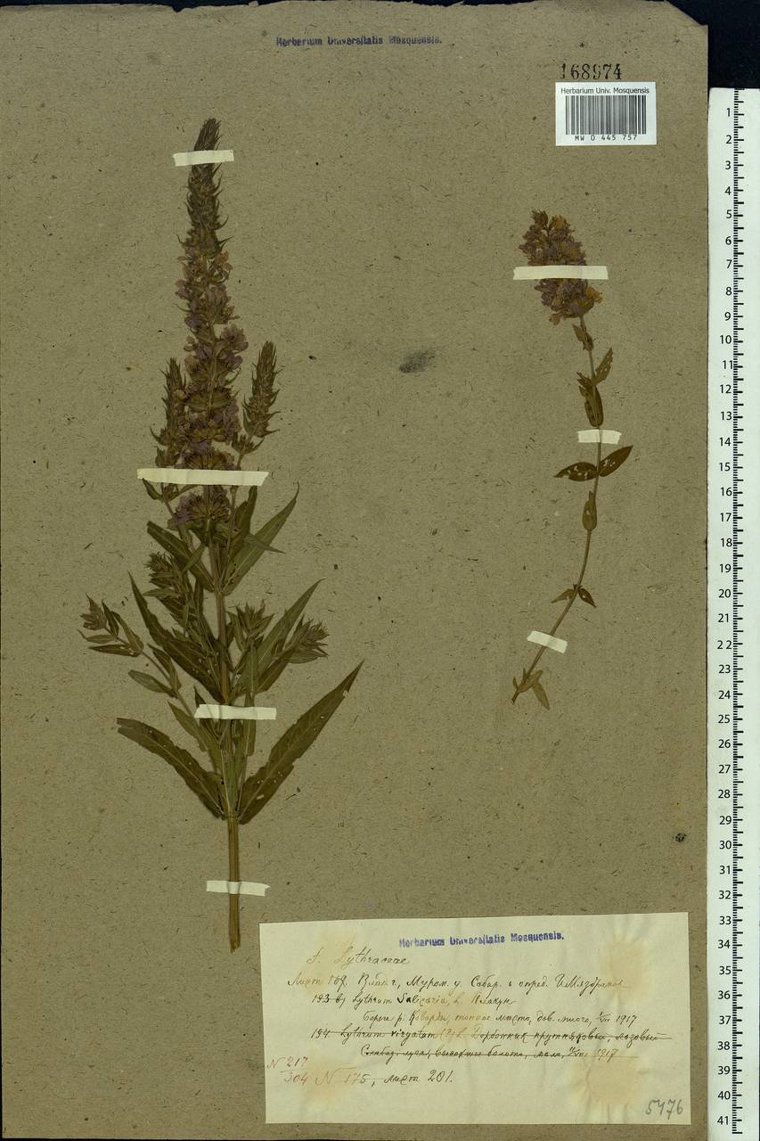 Lythrum salicaria L., Eastern Europe, Central region (E4) (Russia)