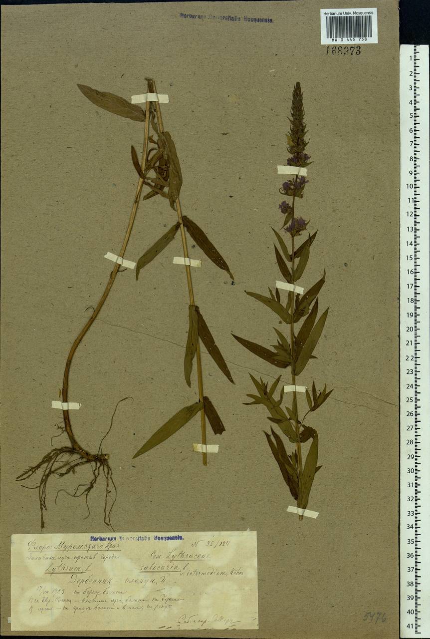 Lythrum salicaria L., Eastern Europe, Volga-Kama region (E7) (Russia)
