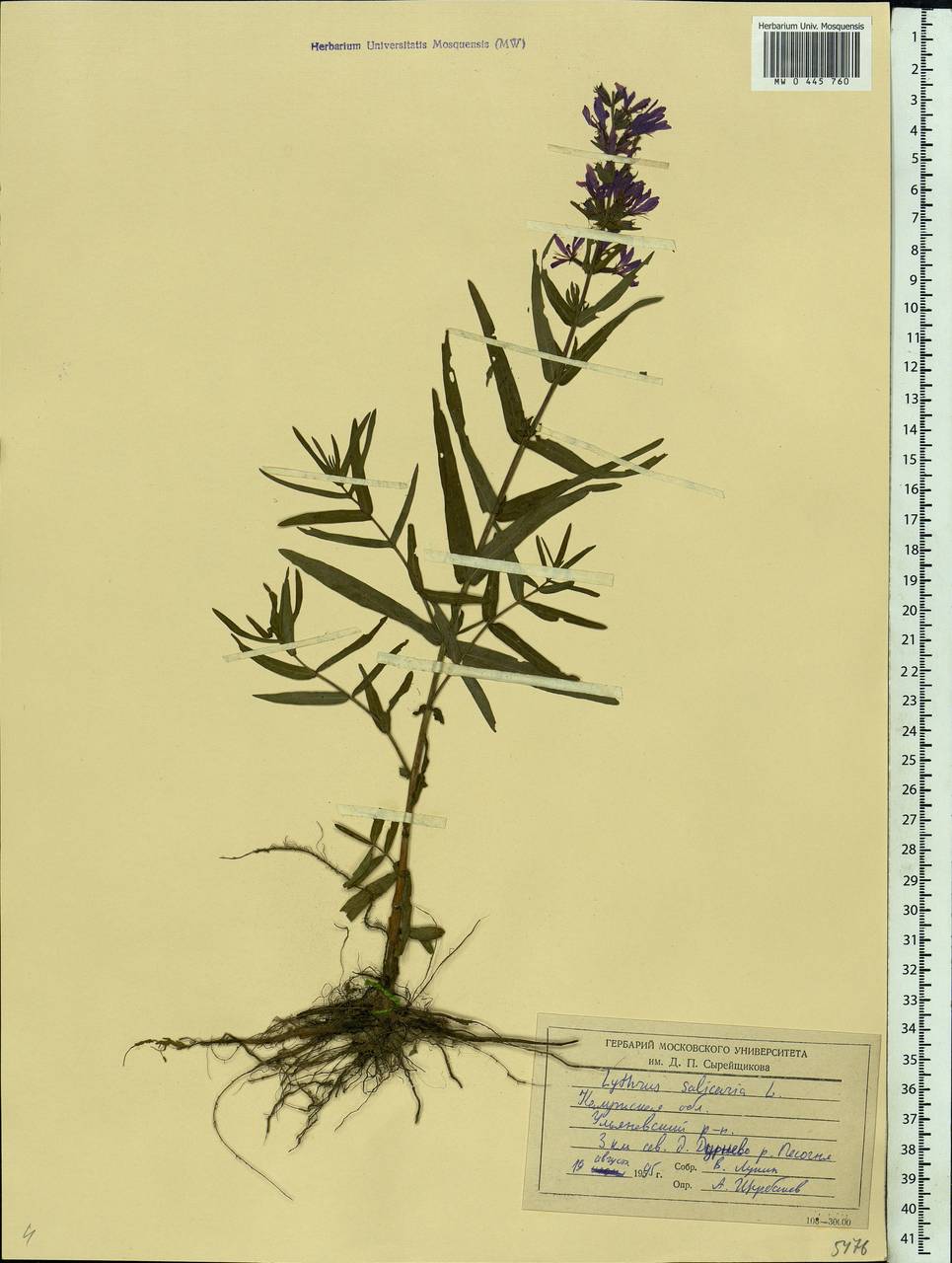 Lythrum salicaria L., Eastern Europe, Central region (E4) (Russia)