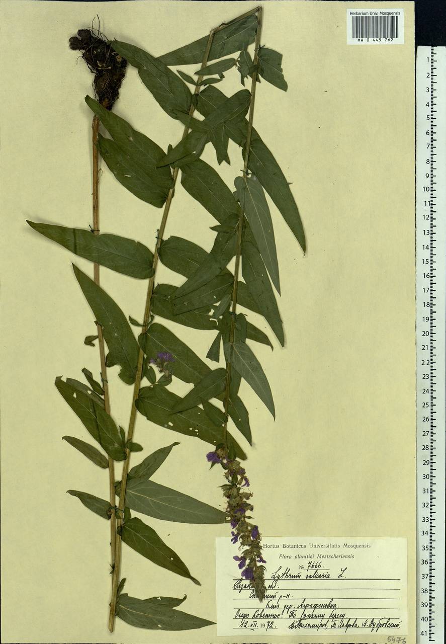 Lythrum salicaria L., Eastern Europe, Central region (E4) (Russia)