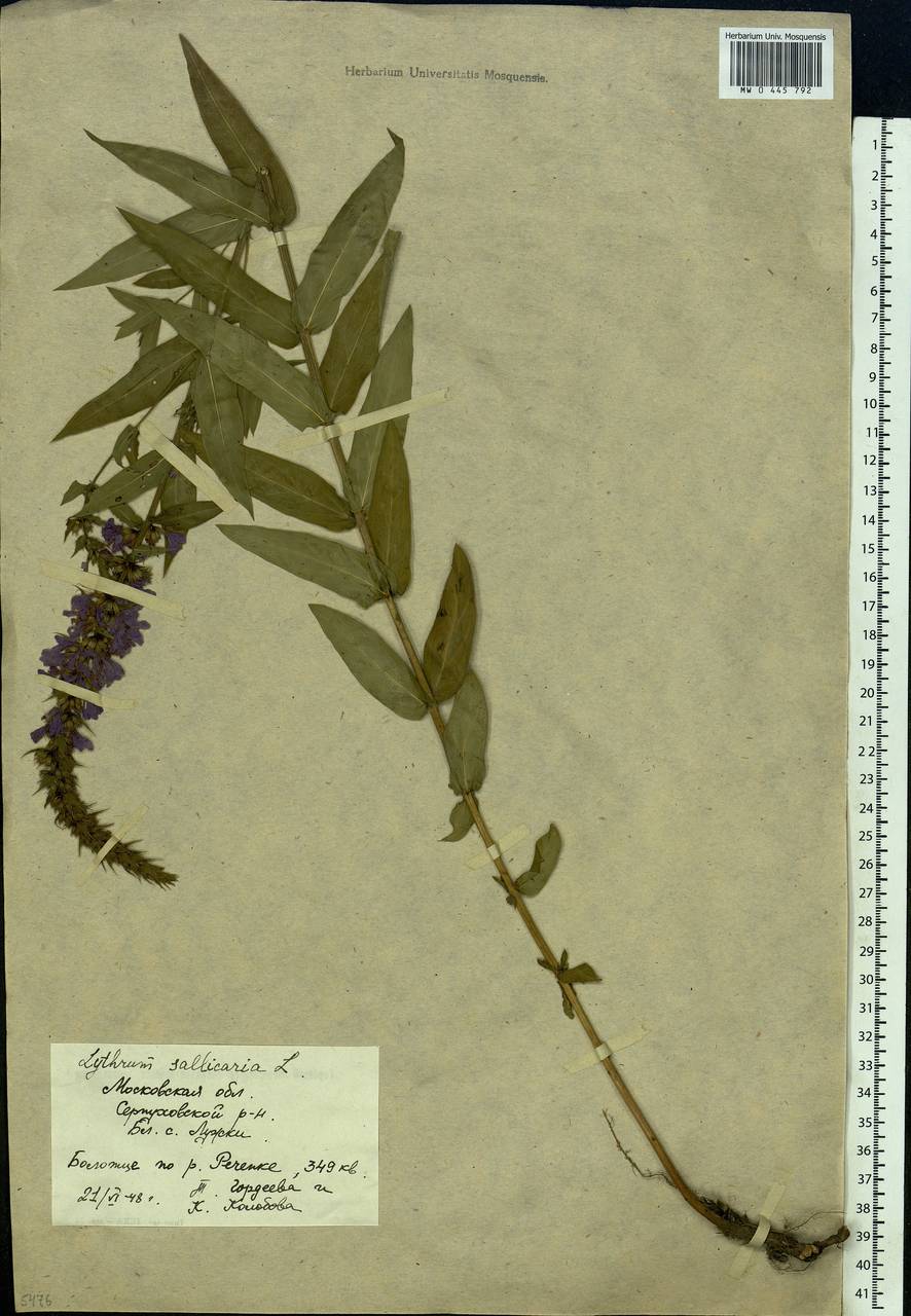 Lythrum salicaria L., Eastern Europe, Moscow region (E4a) (Russia)